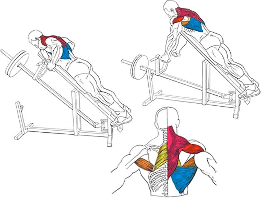 Тяга гантели в наклоне - базовое упражнение для проработки мышц спины