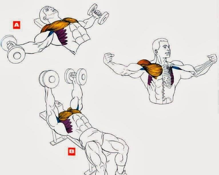 Как быстро накачать грудные мышцы дома, как накачать грудные мышцы мужчине за неделю