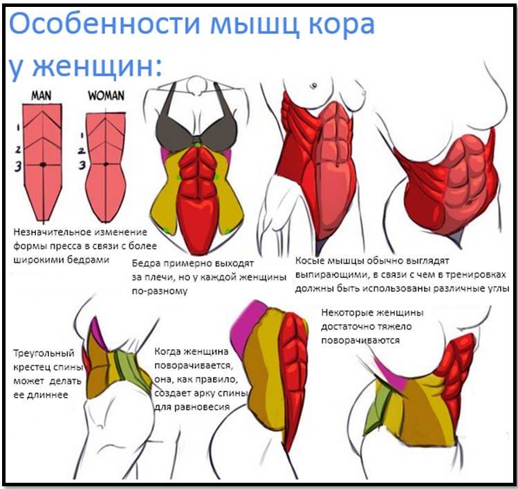 Мышца кора у человека где фото