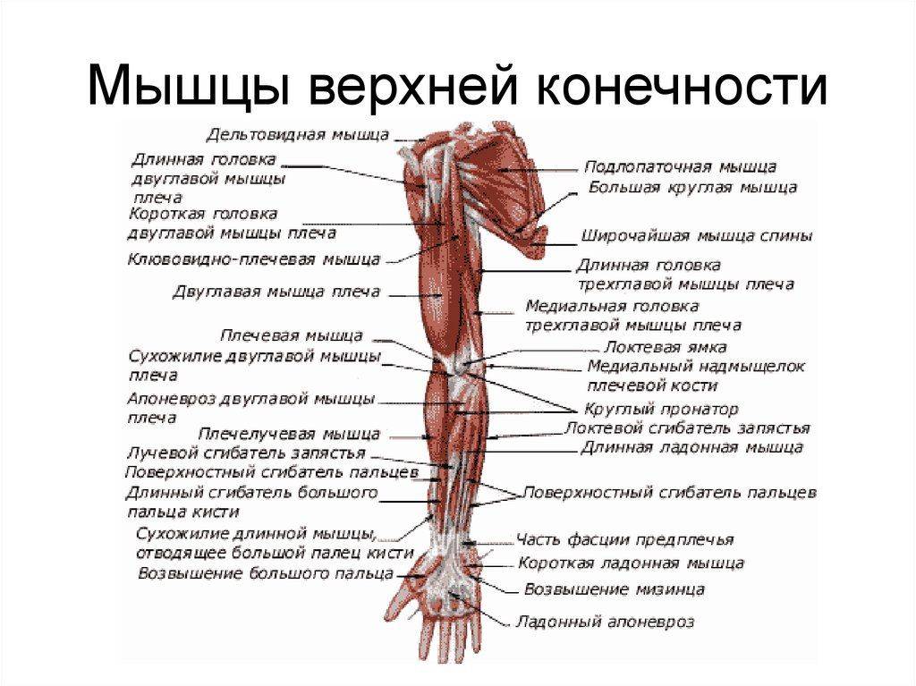 Мышцы человека: головы, шеи, туловища, верхних и нижних конечностей