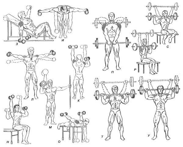 Эффективные упражнения на плечи в тренажерном зале: фото