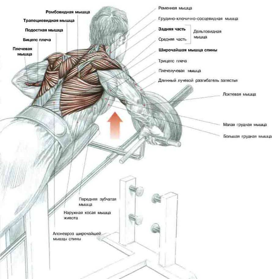 Как накачать широкие плечи: анатомия плечевого пояса и тренировочный план для специализации на плечах