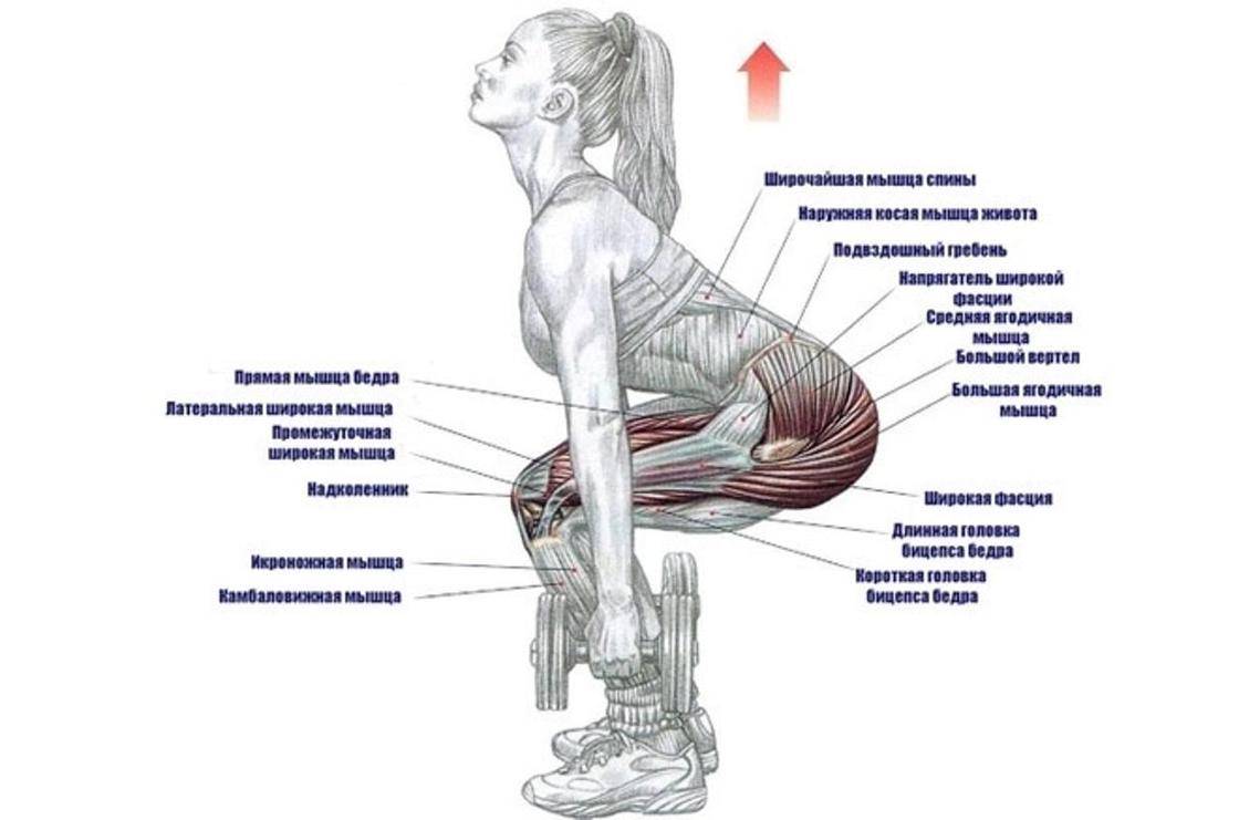 Упражнения с гантелями какие мышцы работают фото
