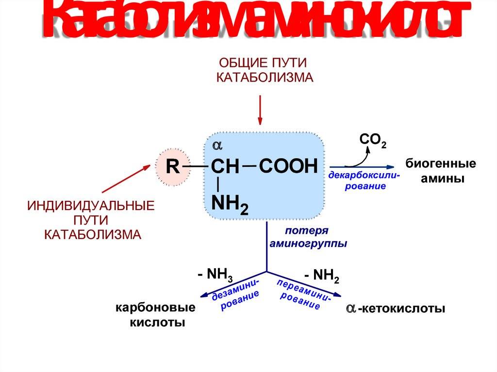 Метаболизм клетки. энергетический обмен и фотосинтез. реакции матричного синтеза.