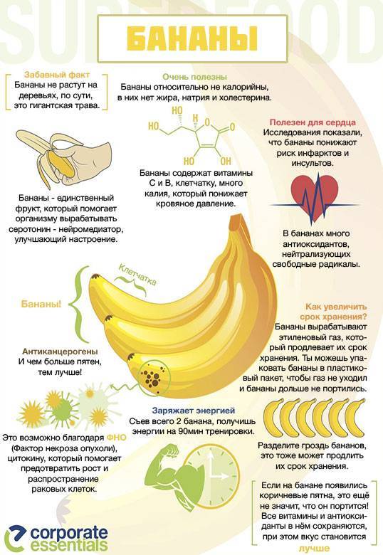 Бананы: описание, виды, калорийность, полезные свойства (фото)