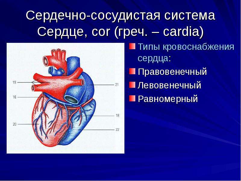 Влияние физической активности на сердечно-сосудистую систему
влияние физической активности на сердечно-сосудистую систему — медицинская энциклопедия