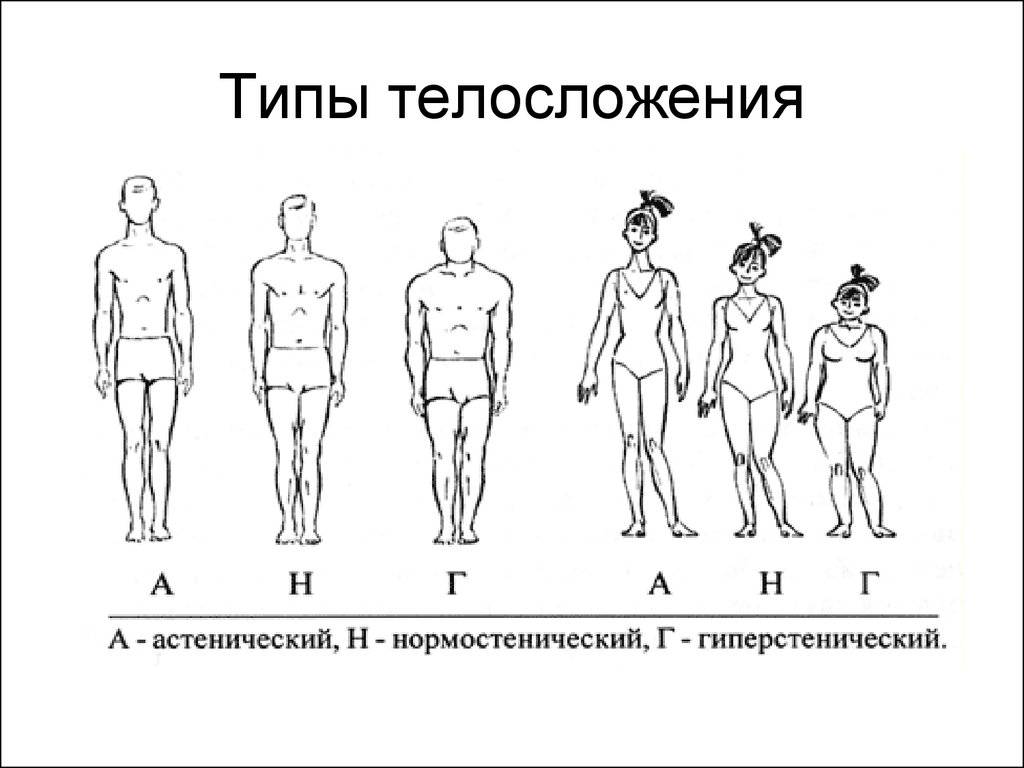 Женские и мужские типы телосложения: одаренность против целеустремленности
