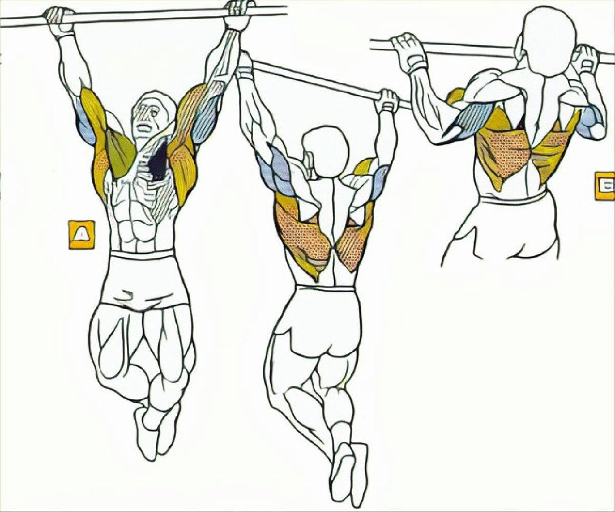 Подтягивания узким хватом: техника, что дают, какие мышцы работают