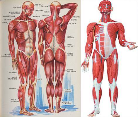 Уроки анатомии: сколько мышц в теле человека