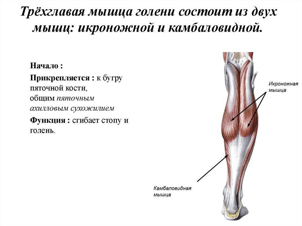 Мышцы голени: анатомия и топ 4 упражнения для передней, латеральной и задней группы