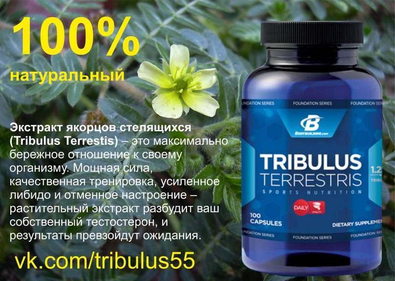 Эффект трибулус террестрис | удивительные свойства препарата