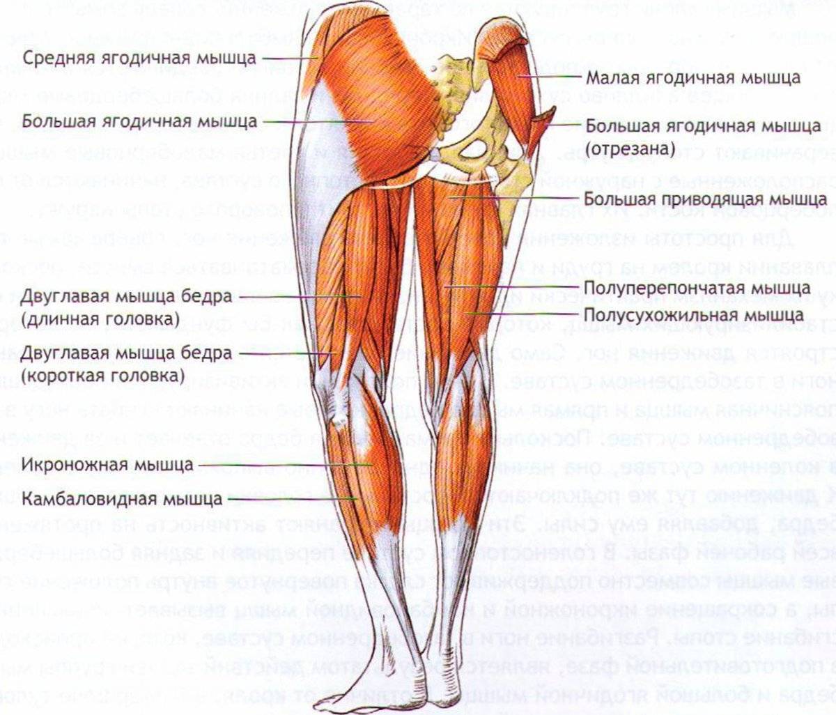 Какие мышцы работают и качаются при беге, как они задействованы - ответы от fitnessera.ru
