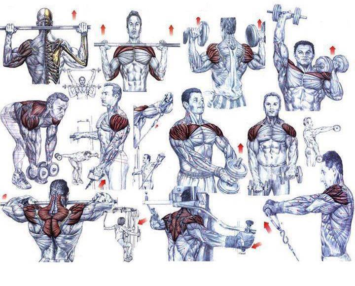 Тренировка плеч - программа тренировок со специализацией на плечи, рекомендации, анатомия строения плечевого пояса, как тренировать плечи в ширину, приоритетные пучки дельт
