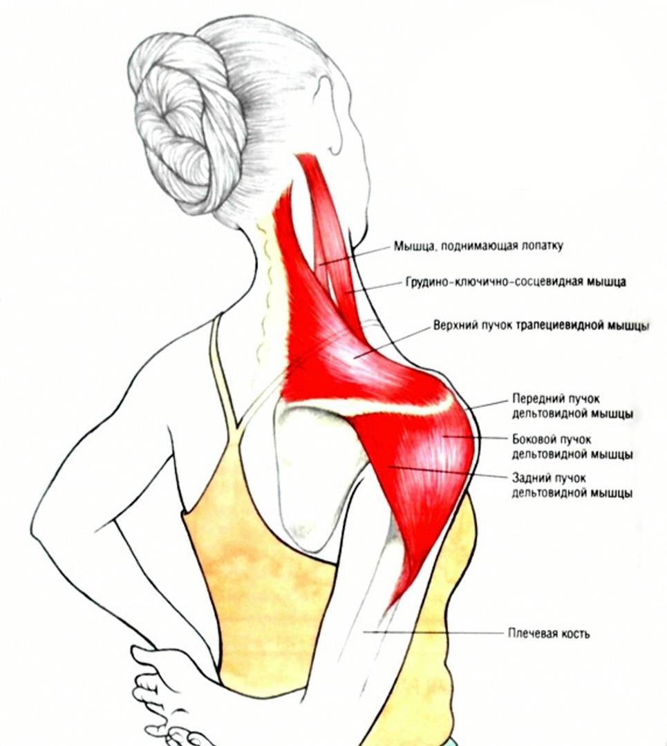 Упражнения от боли в шее в домашних условиях. снимаем спазм и приводим в порядок мышцы :: polismed.com