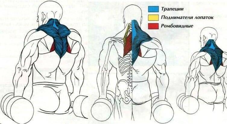 Тренировка мышц шеи с видео: упражнения, рекомендации как накачать и противопоказания