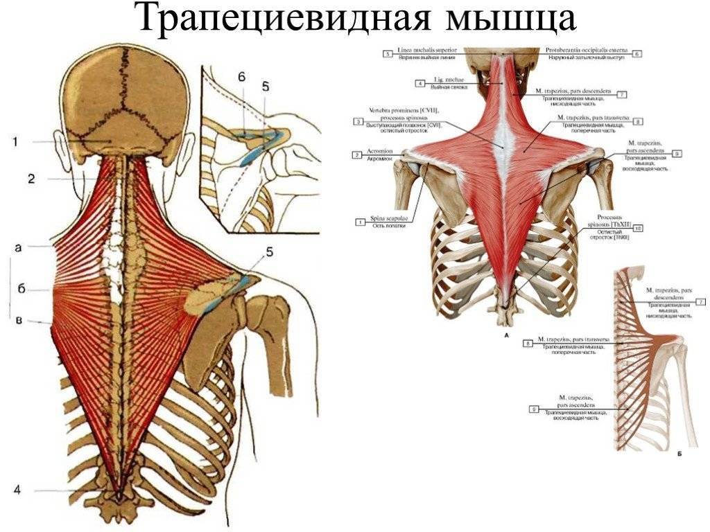 Анатомия трапециевидной мышцы человека – информация: