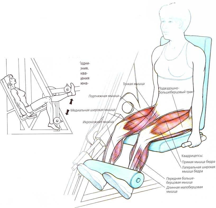 Как правильно делать разгибания ног в тренажере сидя?