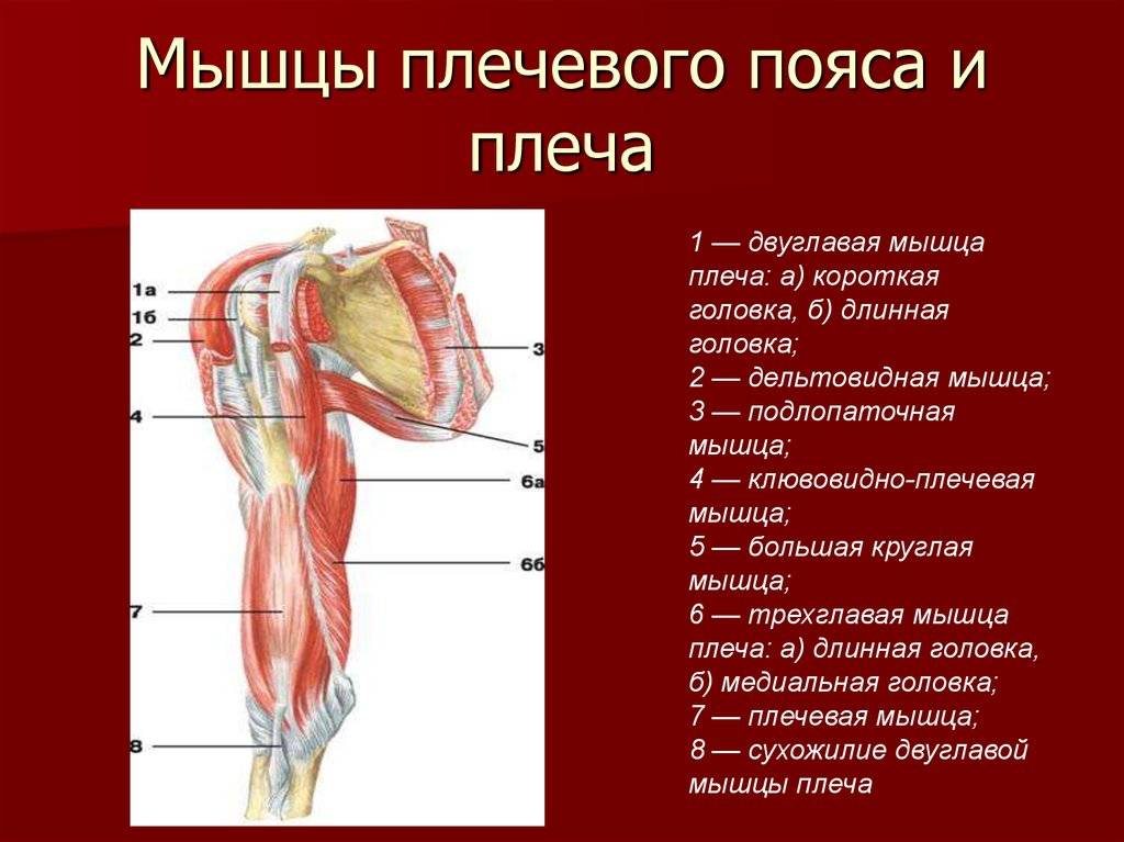 Мышцы плеча человека | анатомия мышц плеча, строение, функции, картинки на eurolab