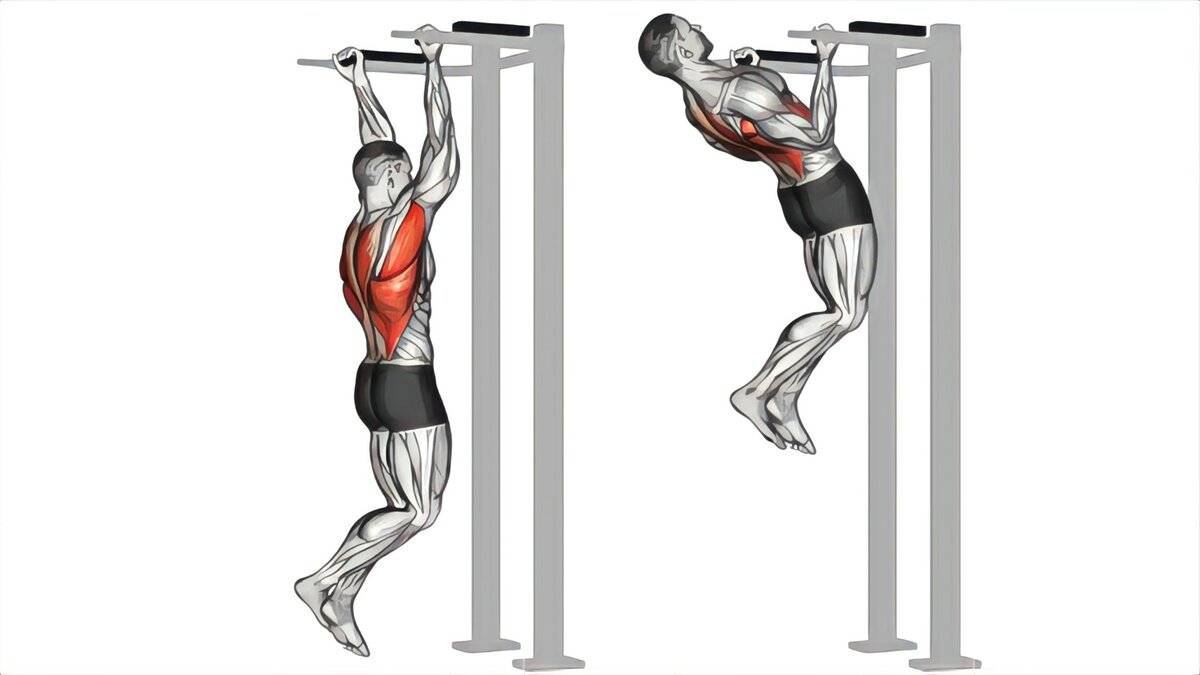 Подтягивания параллельным хватом: какие мышцы работают, правильная техника и примеры тренировок