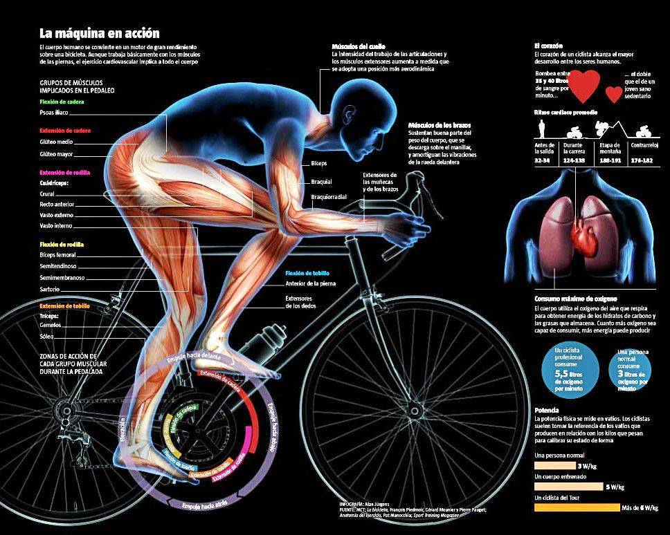 Какие мышцы работают при езде на велосипеде у женщин и мужчин