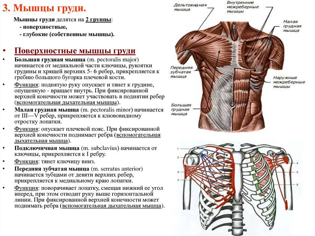 Мышцы груди: строение и функции