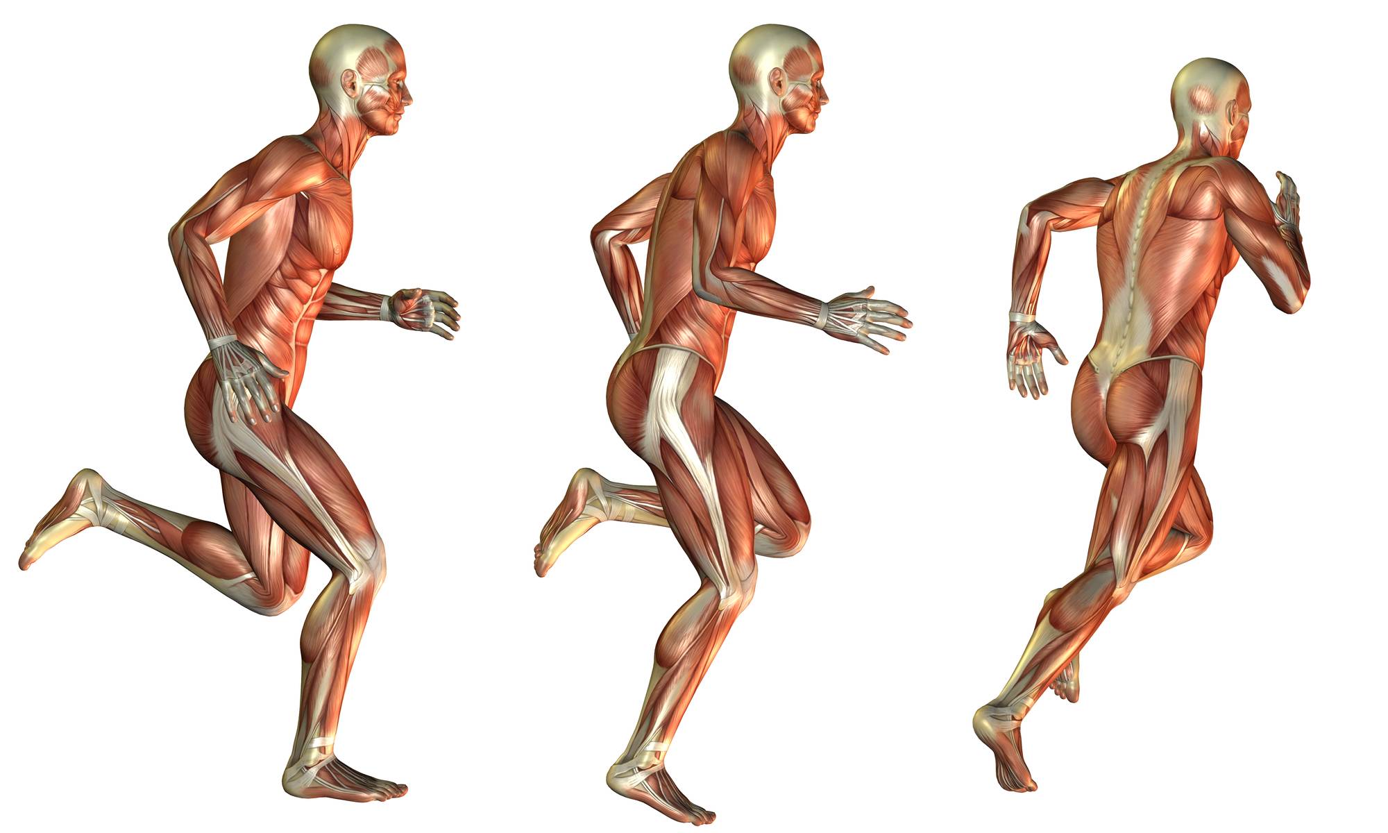 Какие мышцы задействованы при беге на ногах, на корпусе, при беге трусцой, по лестнице, в спринтерском беге