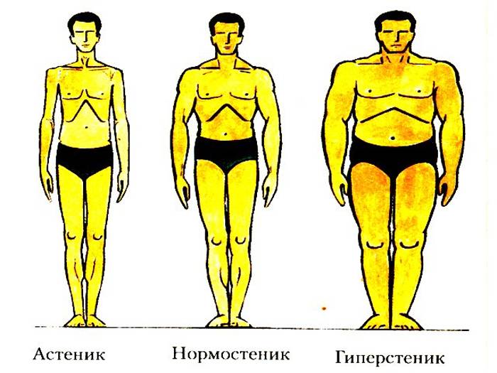 Как определить, кто ты — эктоморф, мезоморф или эндоморф: тест. типы телосложения, фигур мужчин и женщин – эктоморф, мезоморф, эндоморф: отличительные особенности, фото