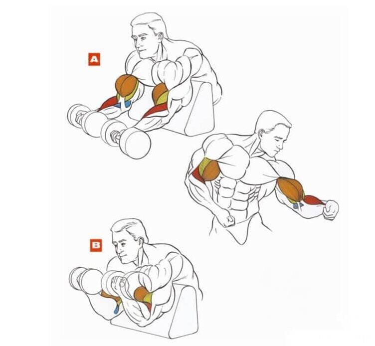 Тренировка мышц рук - лучшие упражнения