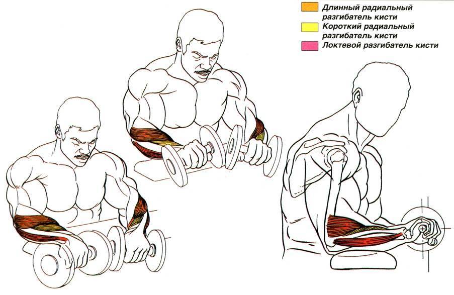 Упражнения для рук: лучшие комплексы для укрепления мышц