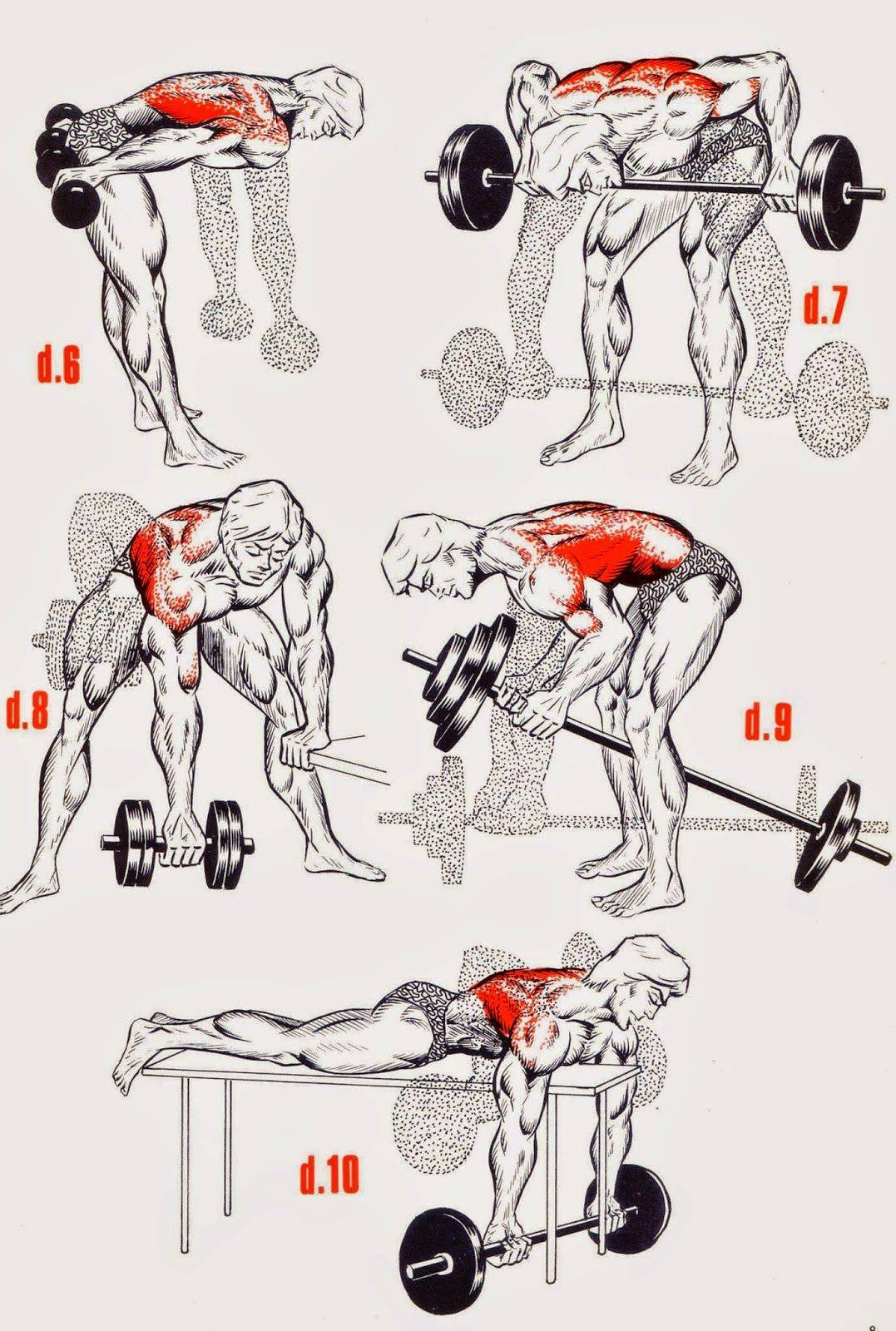 Упражнения на широчайшие мышцы спины и программа тренировок