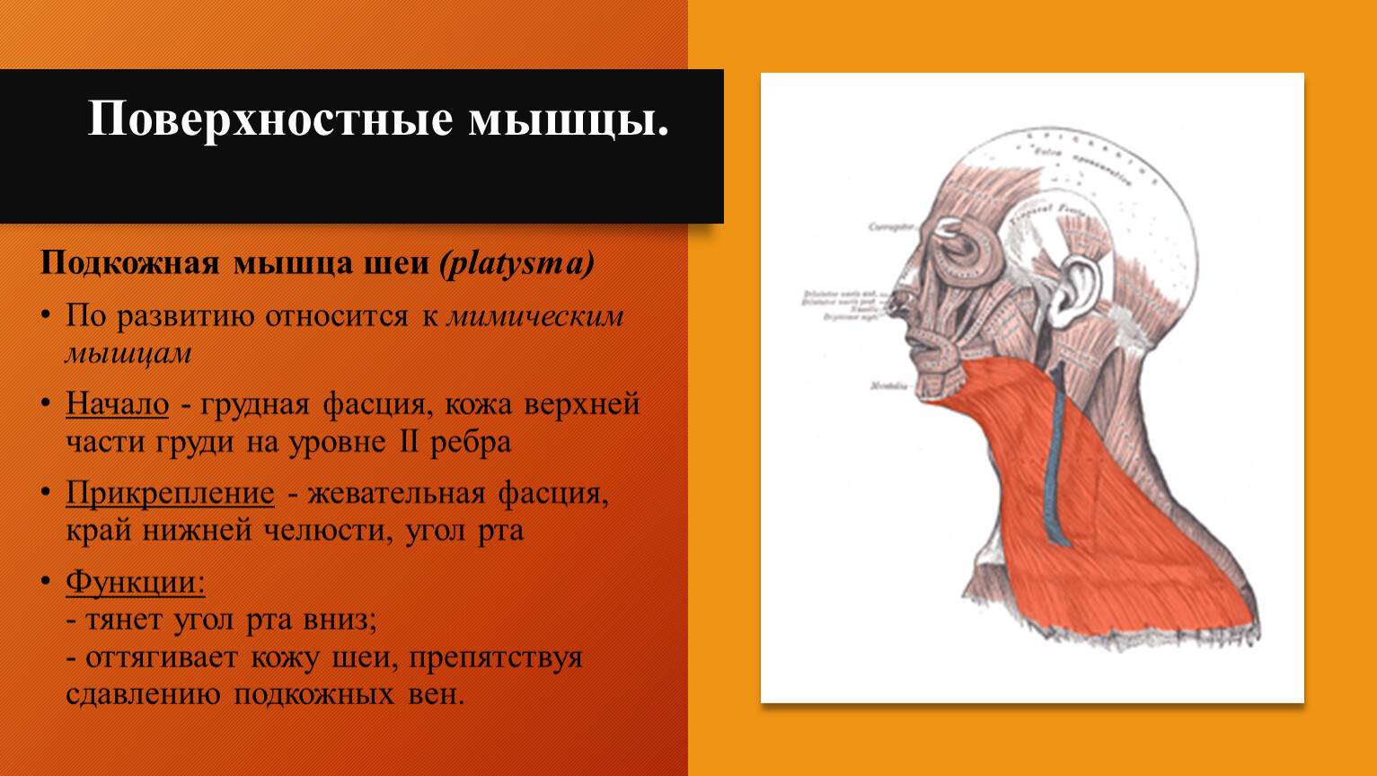 Ксеомин: коррекция нижней трети лица | портал 1nep.ru