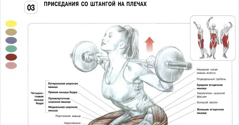 Приседания со штангой на плечах: разбор техники выполнения | rulebody.ru — правила тела