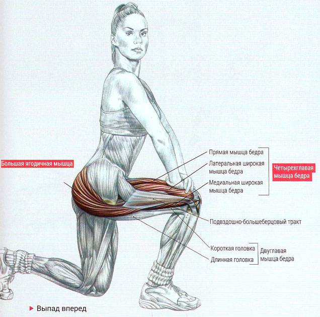 Большая ягодичная мышца: анатомия, функции и упражнения | kinesiopro
