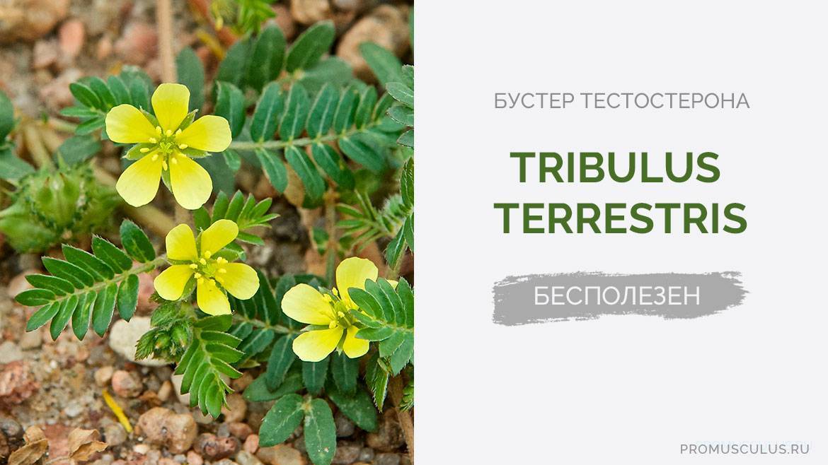 Купить В Аптеке В Ростове Якорец Стелющийся