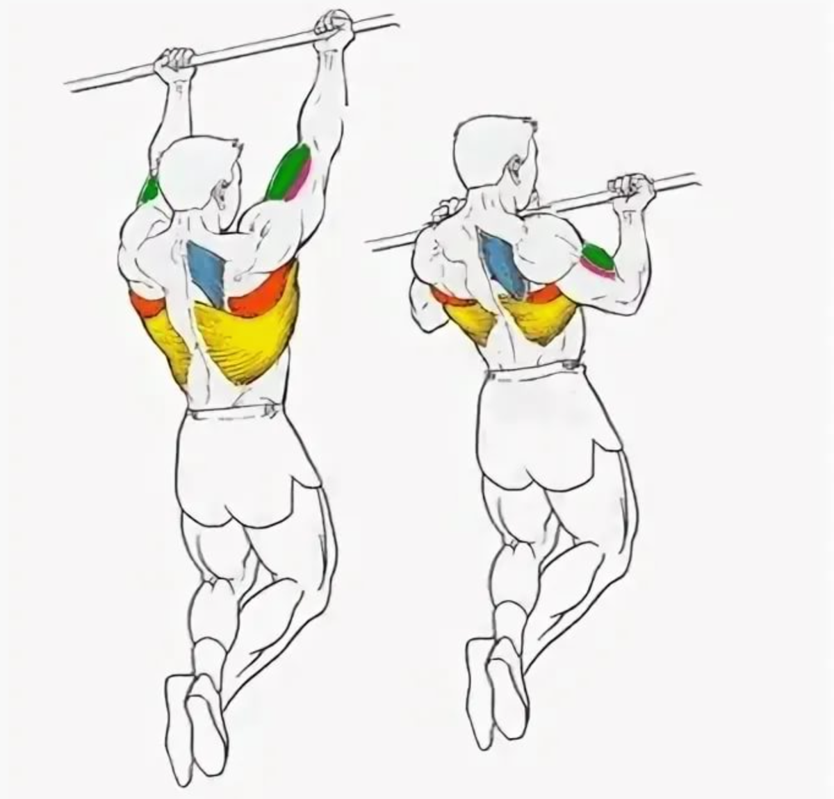 Какие мышцы работают при подтягивании в различных техниках на турнике или перекладине