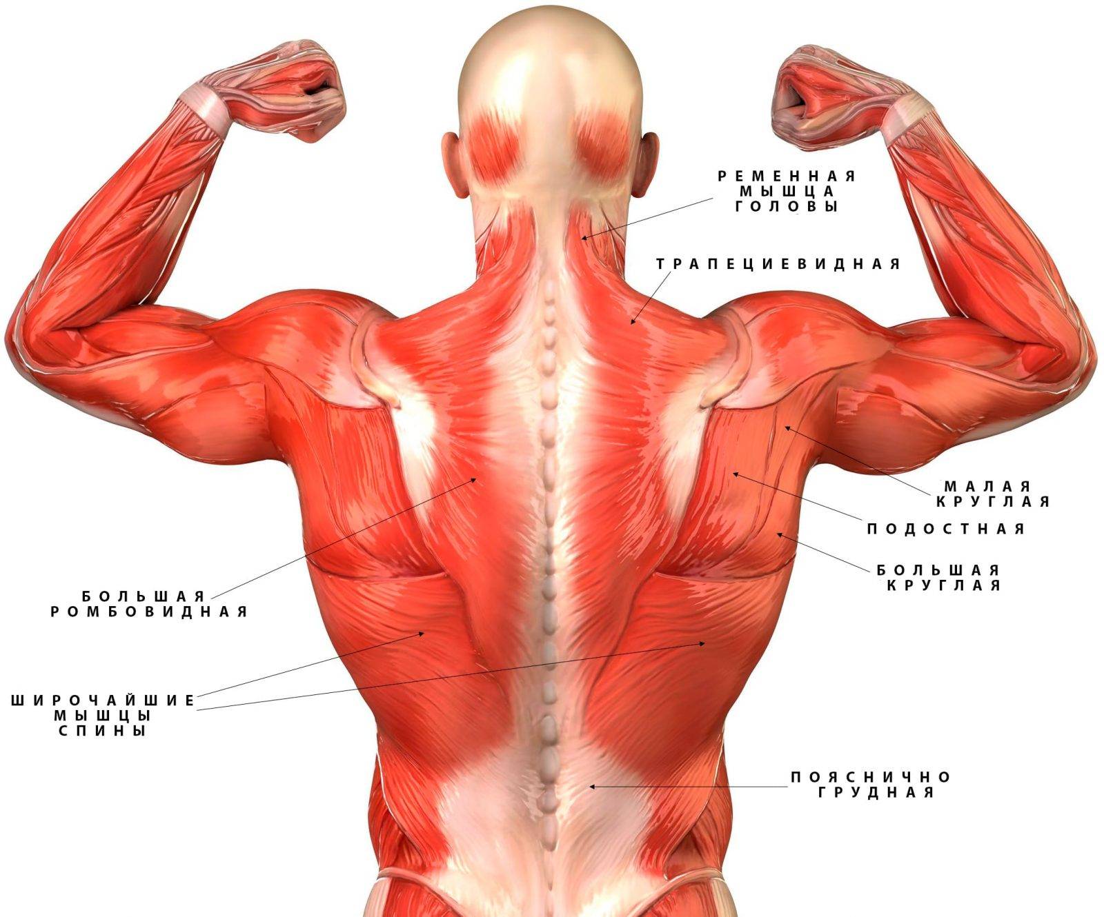 Глубокие мышцы спины. нормальная анатомия человека: конспект лекций