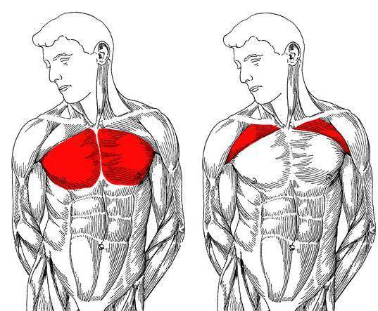 Топ 3 упражнения тренировки верха грудных мышц для мужчин