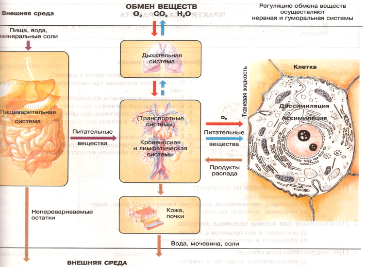 Метаболизм клетки. энергетический обмен и фотосинтез. реакции матричного синтеза.