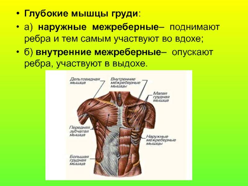 Сухожилия большой грудной мышцы