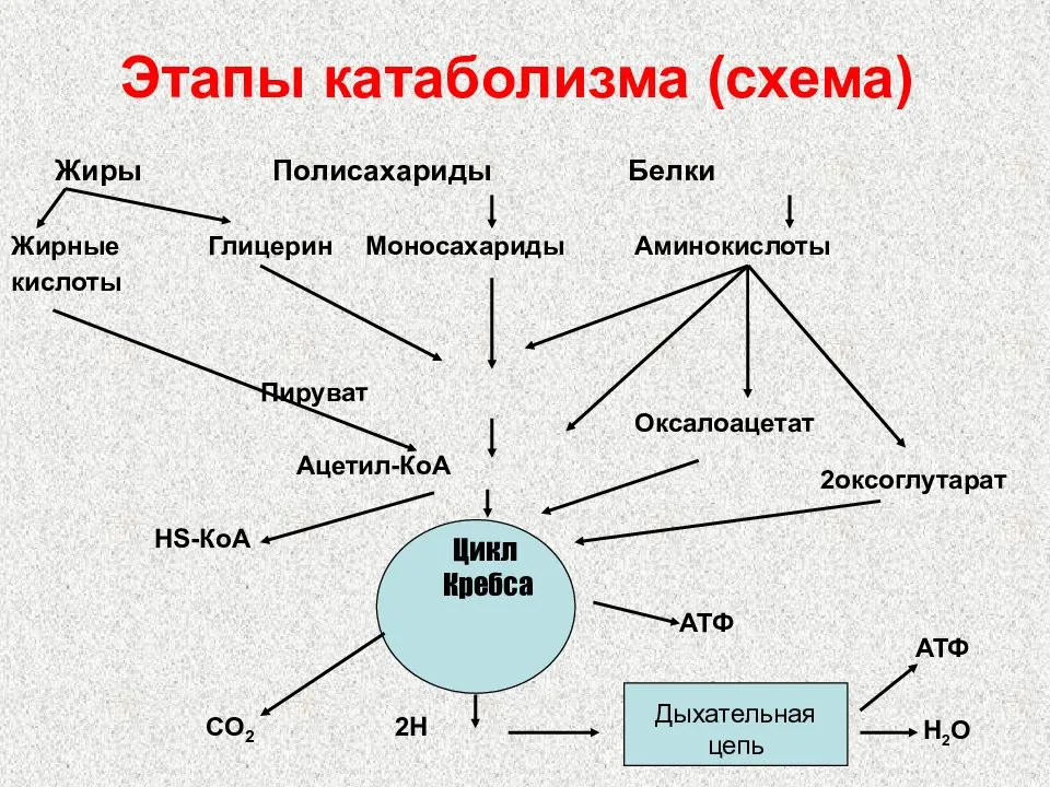 Катаболизм энергетических субстратов общая схема