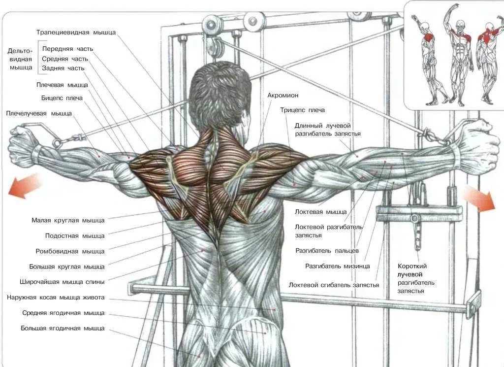 Комплекс упражнений на спину и плечи: программа тренировок