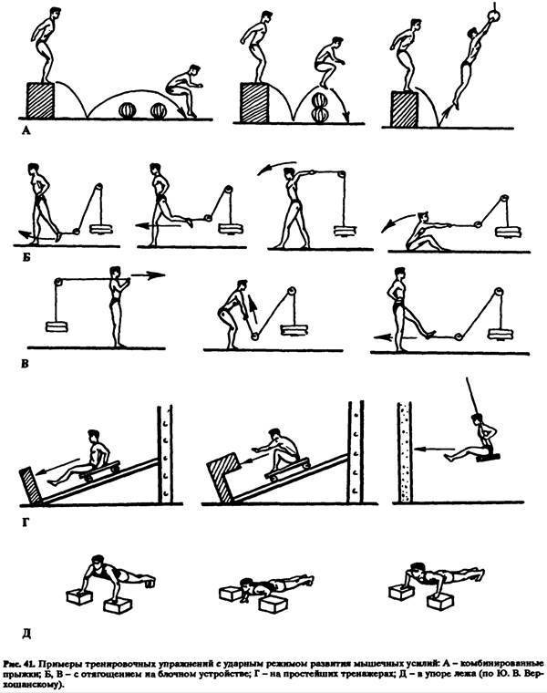 Гипертрофия мышц: обзор принципов тренировки для увеличения массы мышц. часть 1
