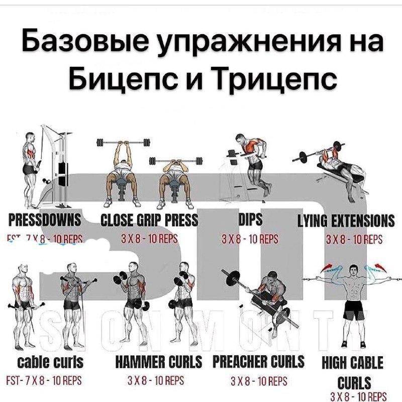 Упражнения на бицепс в тренажерном зале для мужчин и женщин: лучшие базовые нагрузки для эффективных тренировок на массу, как правильно качать бицепс и трицепс, примеры программ
