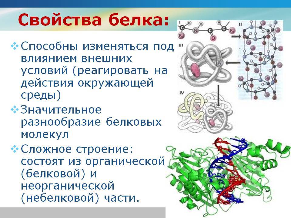 Строение белков. структуры белков • биология-в.рф