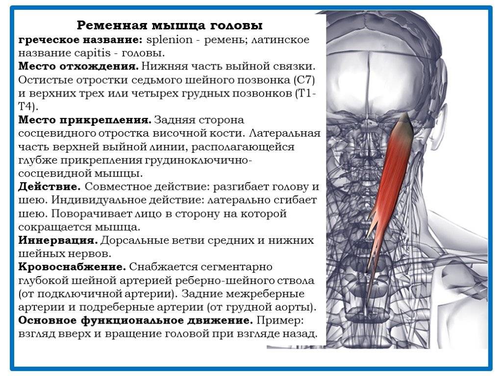 Спазмы мышц головы и шеи, диагностика и лечение