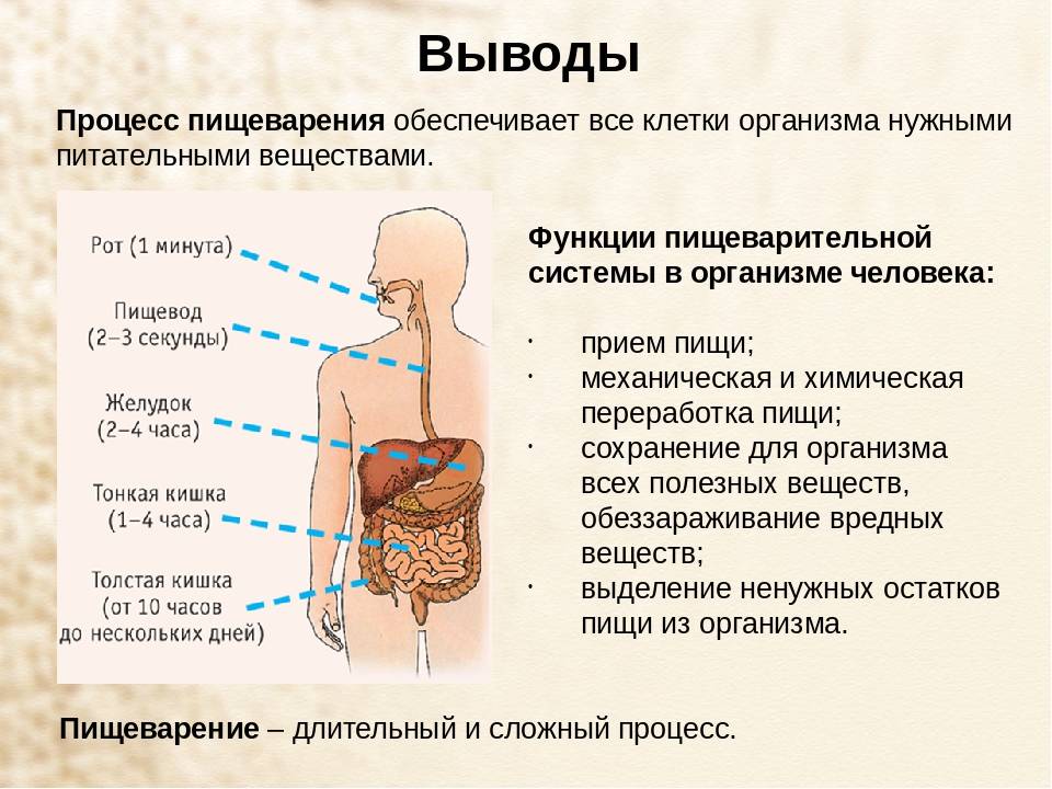 Процесс пищеварения в организме человека схема по часам