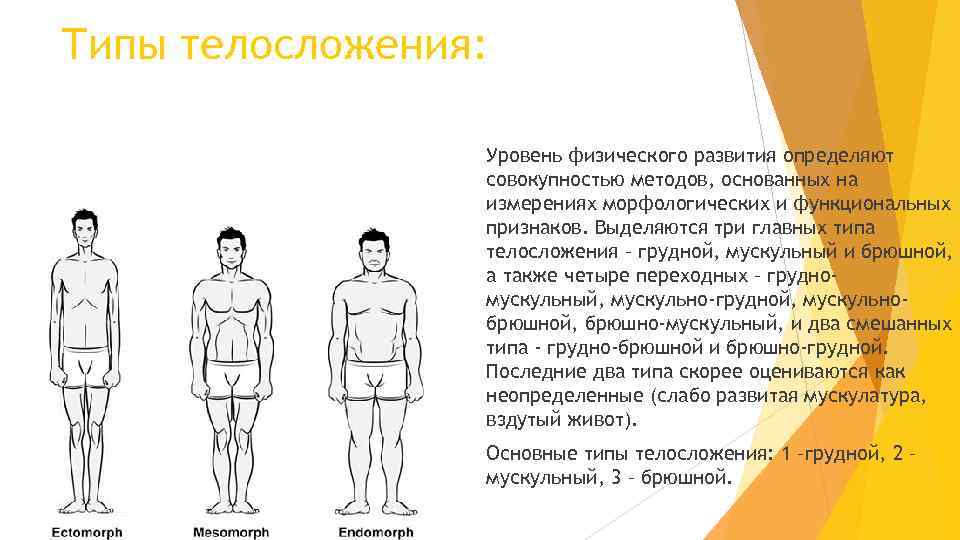 Типы телосложения мужчин: какое бывает, чем отличается и как его определить