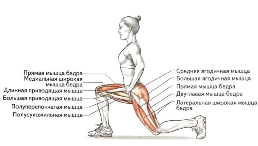 Выпады с гантелями: техника выполнения, какие мышцы работают