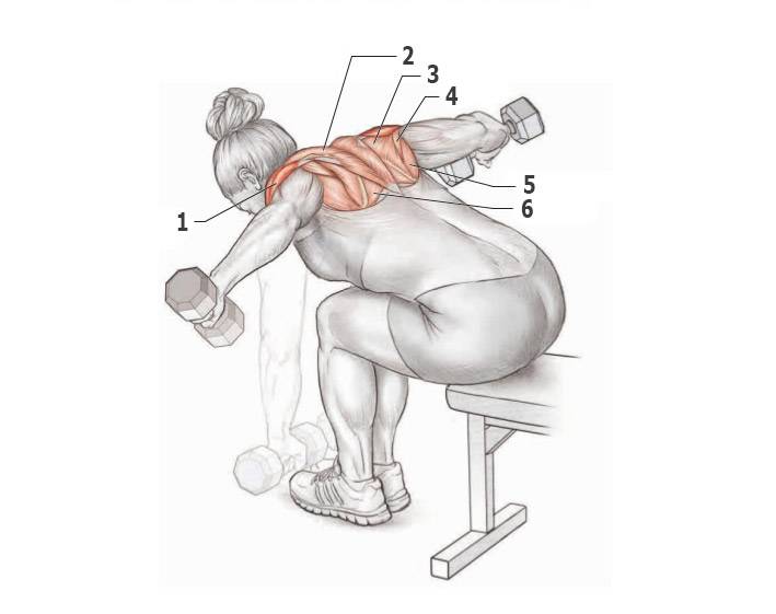 Тренировка спины в домашних условиях: комплекс упражнений для укрепления мышц без тренажеров