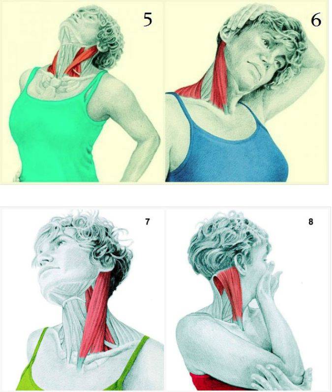 Как накачать шею. эффективные упражнения для мышц шеи